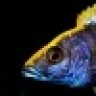 reef4me2