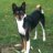 Basenji