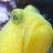 the budman