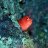 fishrdp
