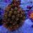 BayouCorals