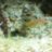 Zooid