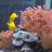 reefnfish