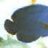 saltyshoe_nano