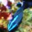 blueshroom55
