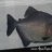 Piranha_Owns