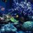 Aquanaut of WA