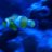 Fish_King_25