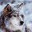 candeewolf