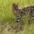 serval