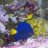 UnknownFish
