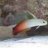 Birdfli