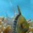 needmore-reef