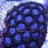 puffer_fish