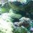 ells deep sea