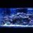 Da Kind Reef
