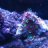 warcoral5