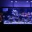 Fish777
