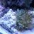 ReefEnc
