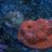 reef painter