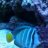 TWEEKEDTA