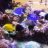 reeffreak75