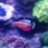 Littlefishies