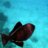 fish clown
