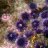 ReefUrchin
