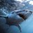 sharkbio