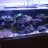 Vaquarium