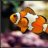 MyReefMonkey