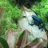 Dendrobates