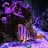 Happyreefing11
