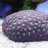 Dr.Brain Coral