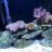 ReefTankN00b