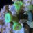 BennytheBlenny1