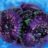 Polyp Addict
