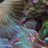Seattle_Reef