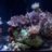 schroder_reef