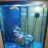 reefnoob88