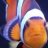 Mrs. Limpet