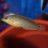 BuckeyeFish