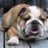 .Bulldog