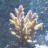 acropora1981